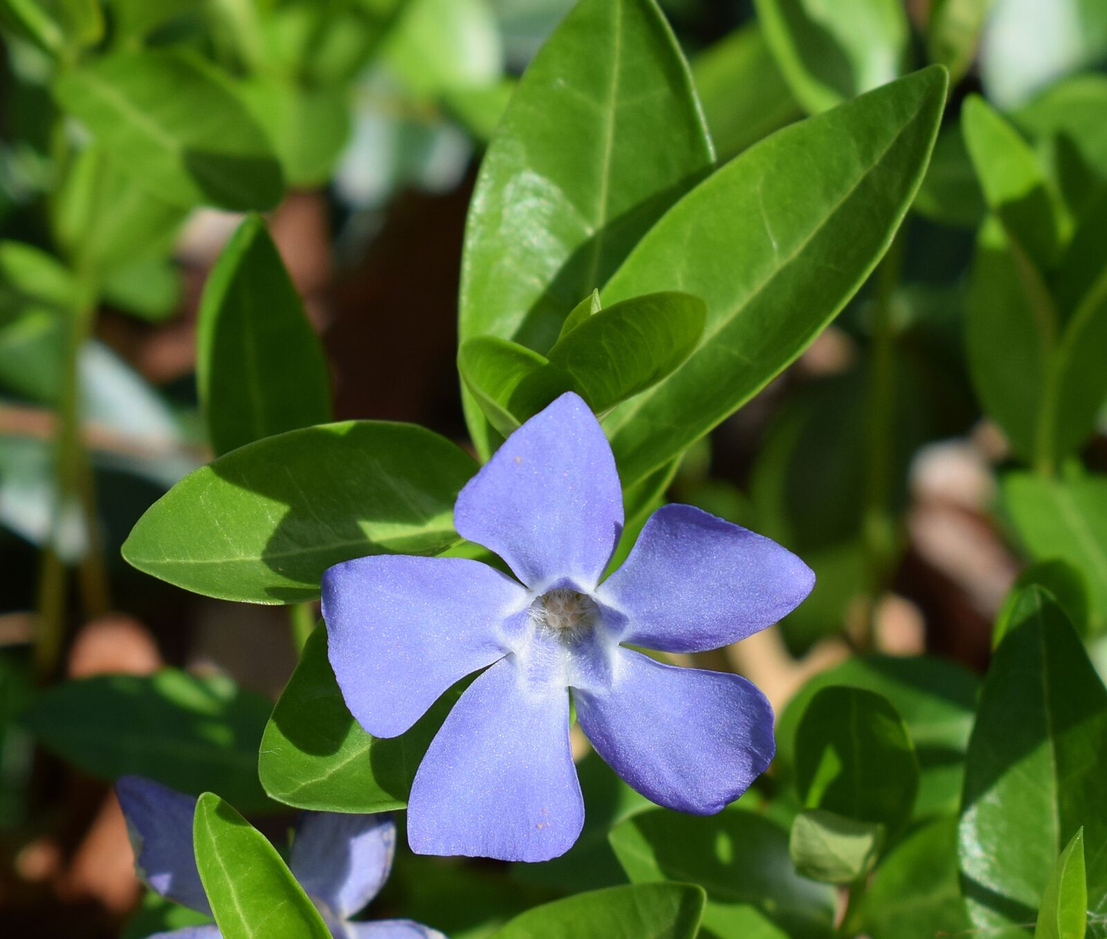 Nikon D3300 sample photo. Periwinkle, blossom, flower photography