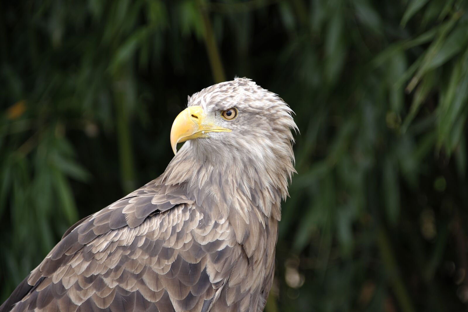 Canon EOS 700D (EOS Rebel T5i / EOS Kiss X7i) sample photo. Adler, bird, pride photography