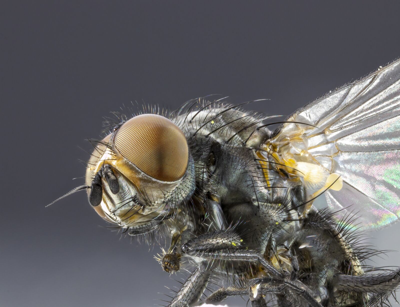 Canon MP-E 65mm F2.5 1-5x Macro Photo sample photo. Fly, head, close-up photography