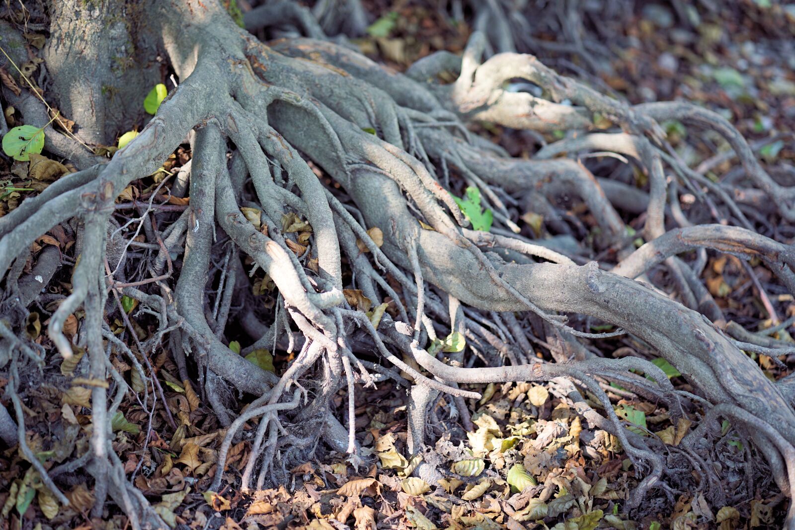 Sony a7 II + ZEISS Batis 85mm F1.8 sample photo. Root, tree, tree root photography