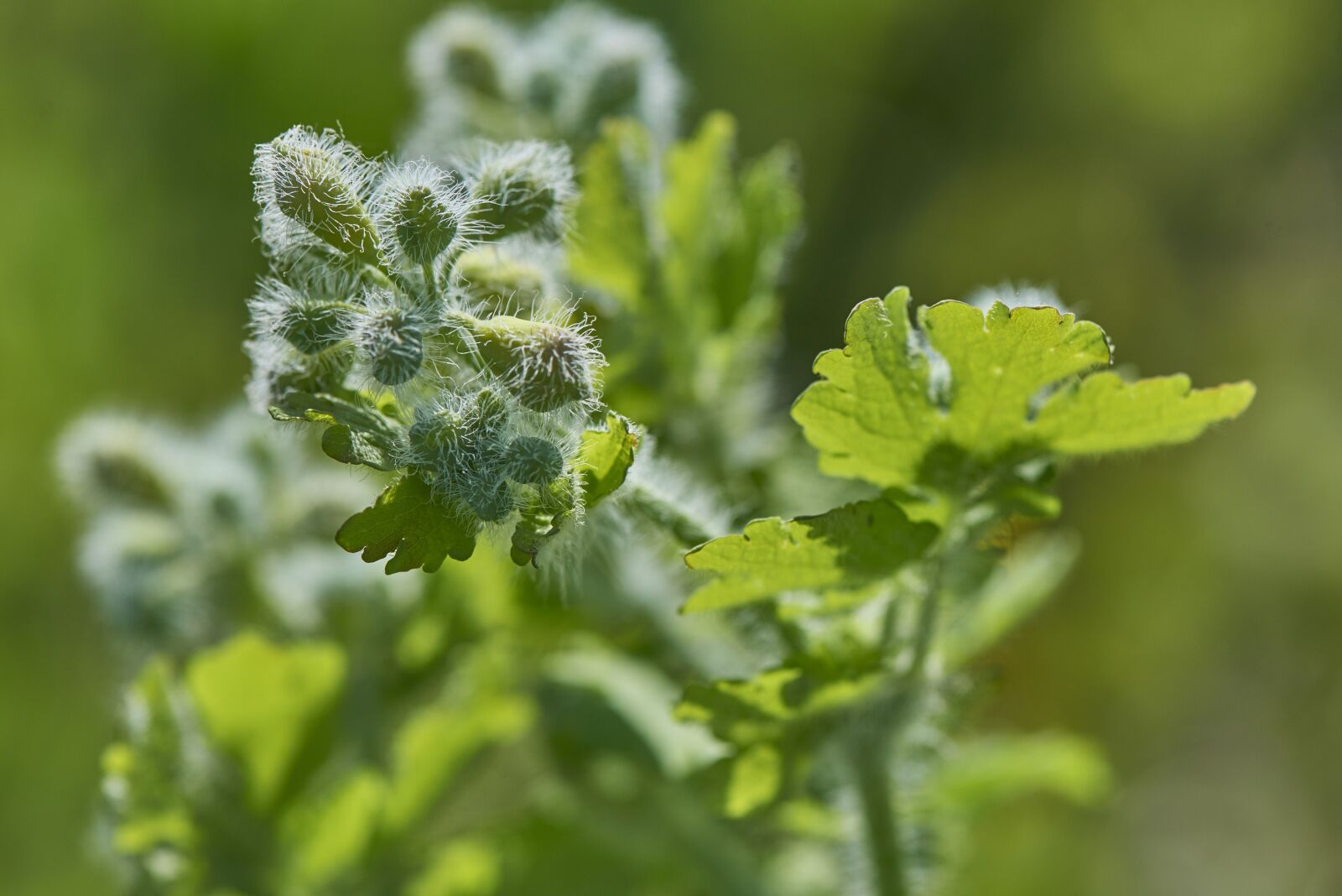 Nikon D800 sample photo. Green, flower, the puck photography
