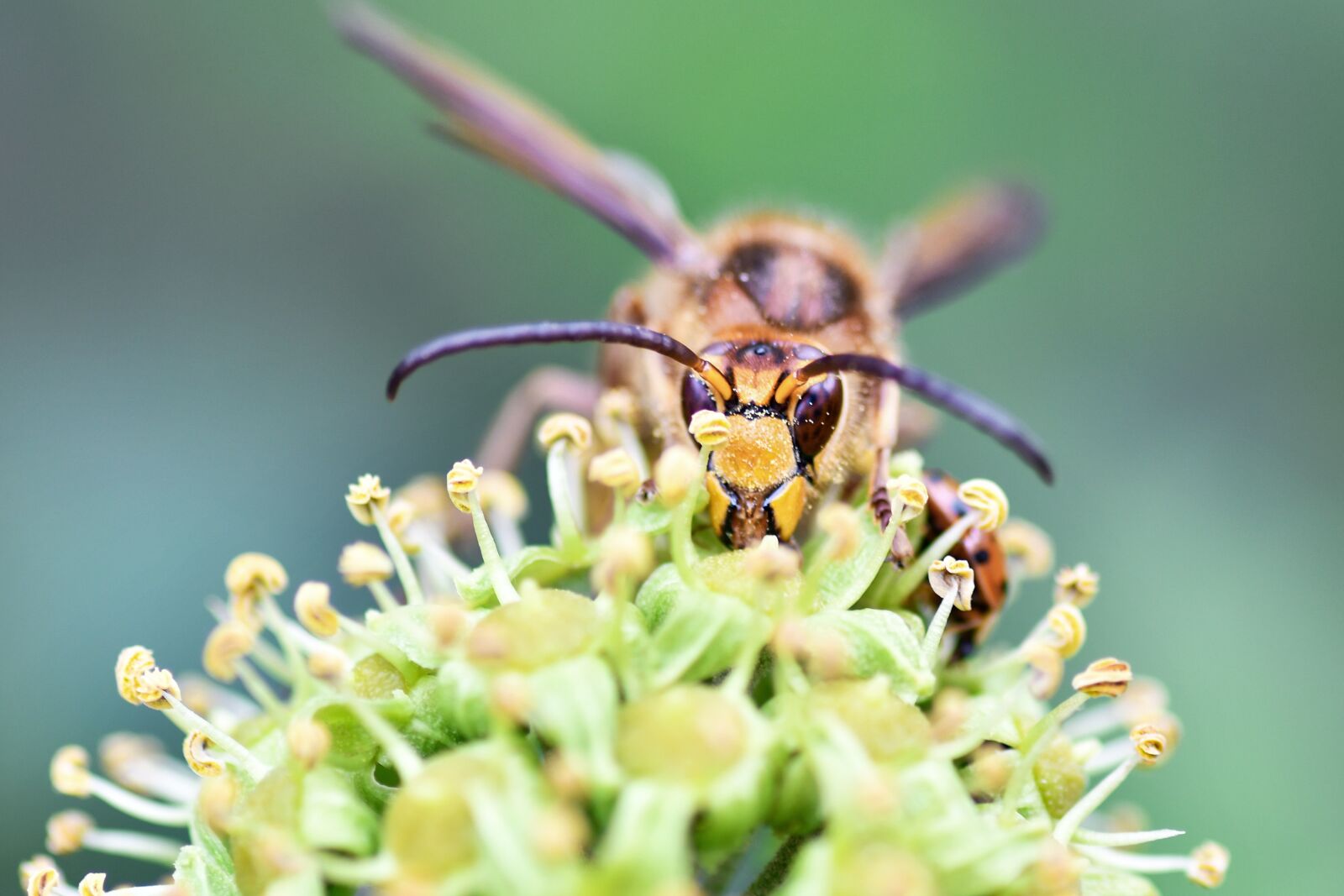 Nikon D500 + Tokina AT-X Pro 100mm F2.8 Macro sample photo. Wasp, insect, forage photography