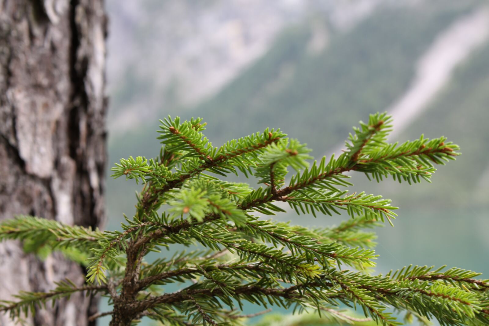 Canon EOS 50D sample photo. Branch, pine needles, tannenzweig photography