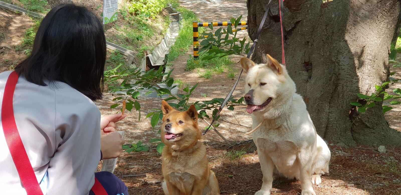 Samsung Galaxy S9+ sample photo. Korea, busan, jindo dog photography