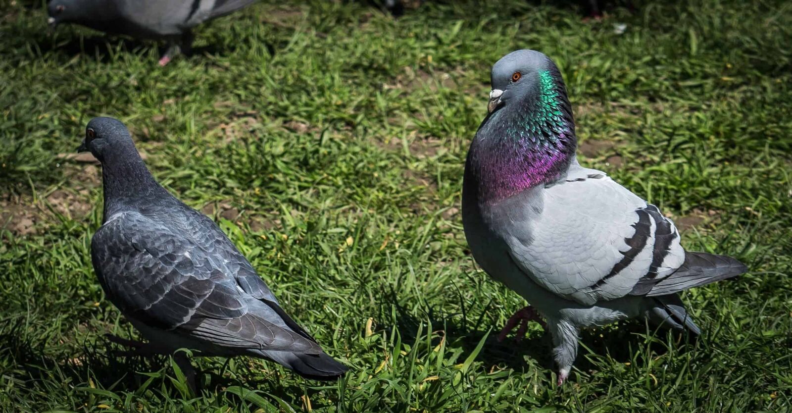 Nikon D3300 sample photo. Feather, animal, pigeon, wildlife photography