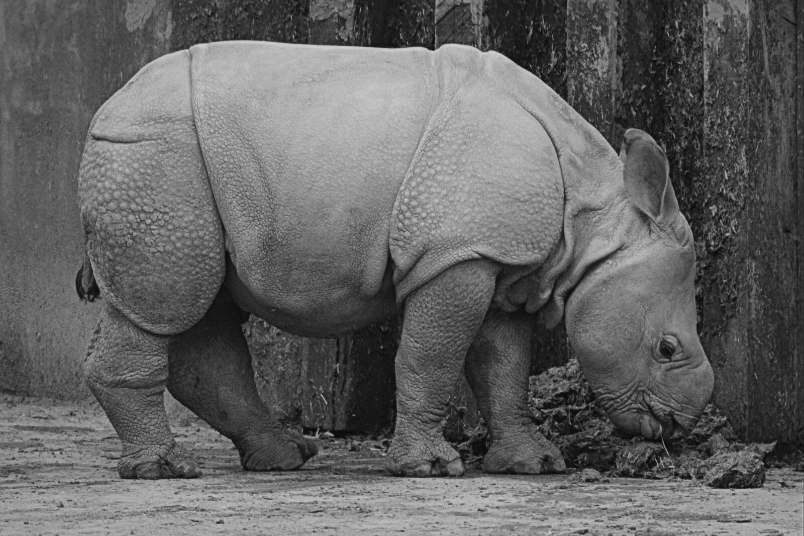 Nikon D5200 sample photo. Rhino, baby rhinoceros, animal photography