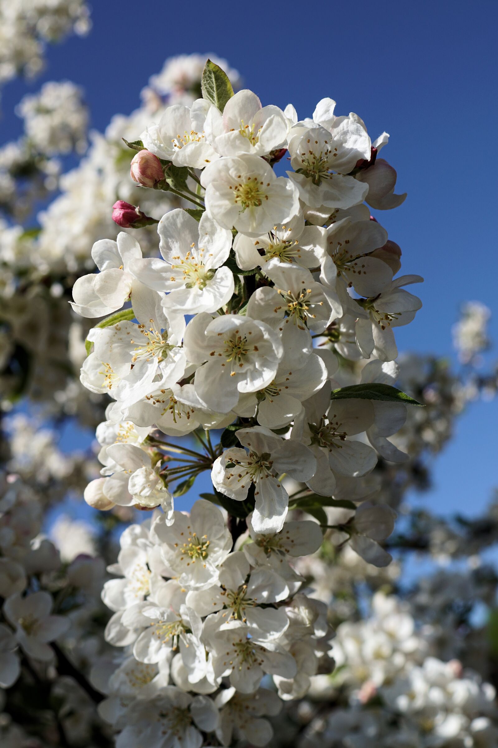 Sony DT 30mm F2.8 Macro SAM sample photo. Apple tree, flowers, spring photography