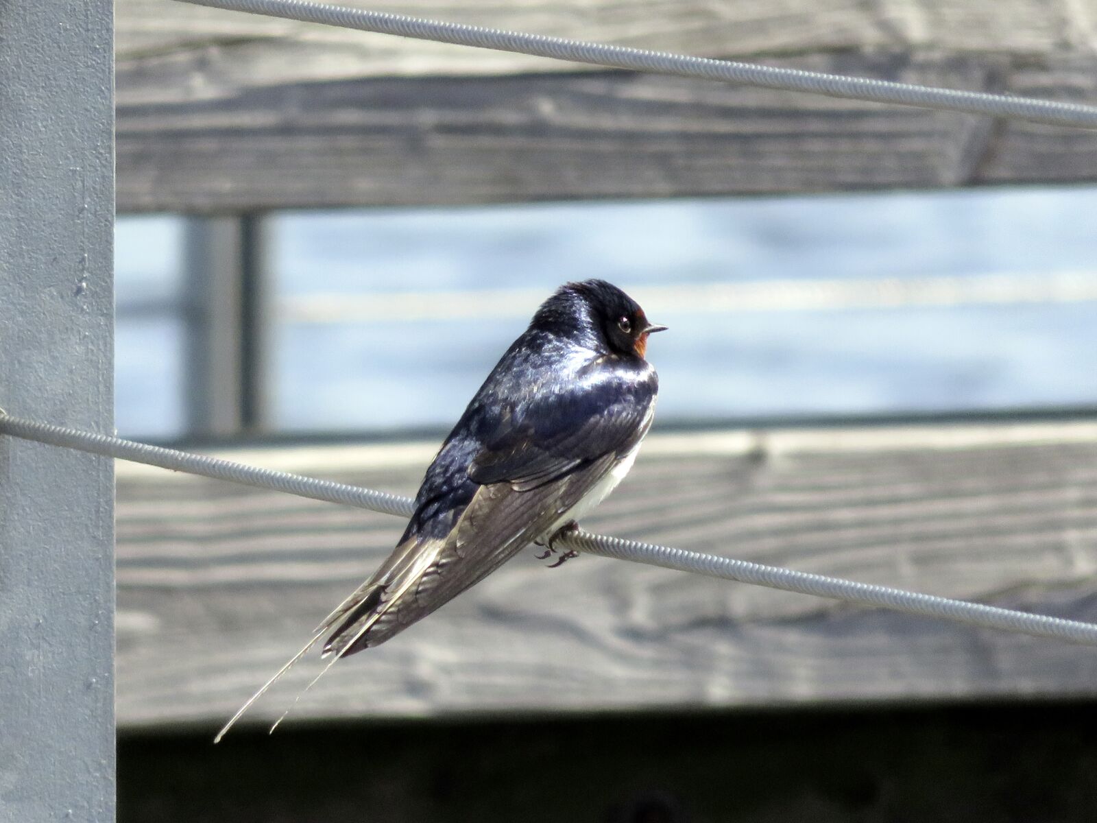 Canon PowerShot SX710 HS sample photo. Barn swallow, bird, schwalbe photography