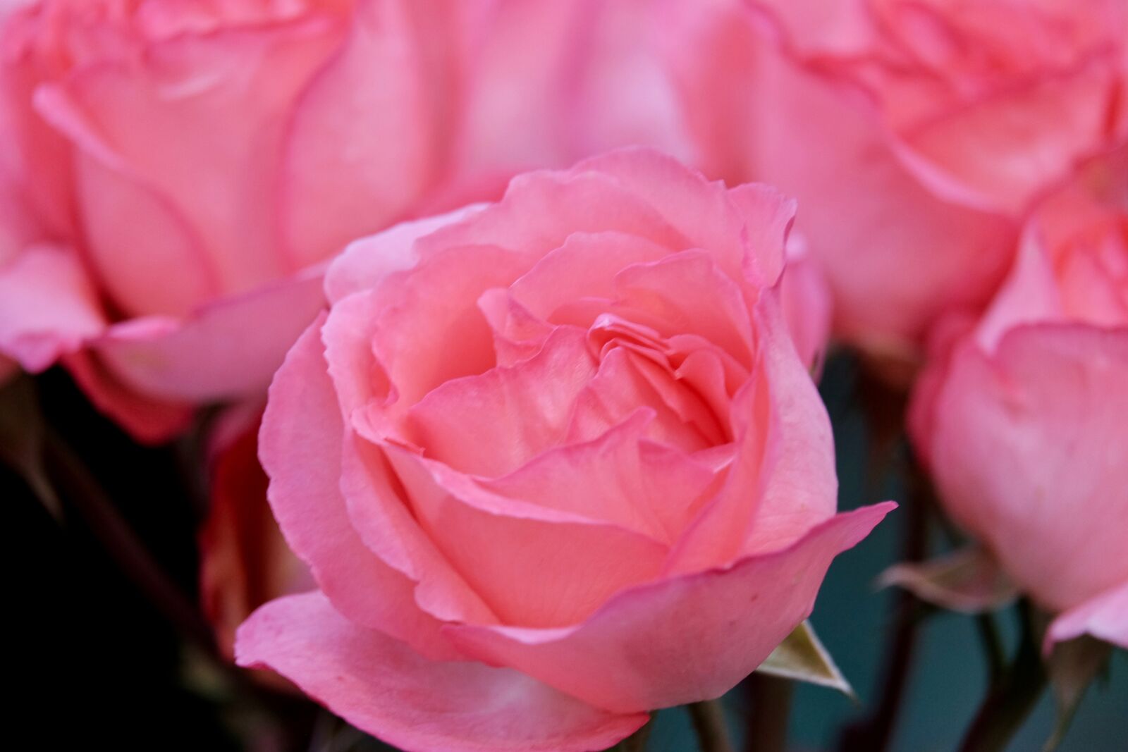 Fujifilm X-T10 sample photo. Rose, flower, pink photography