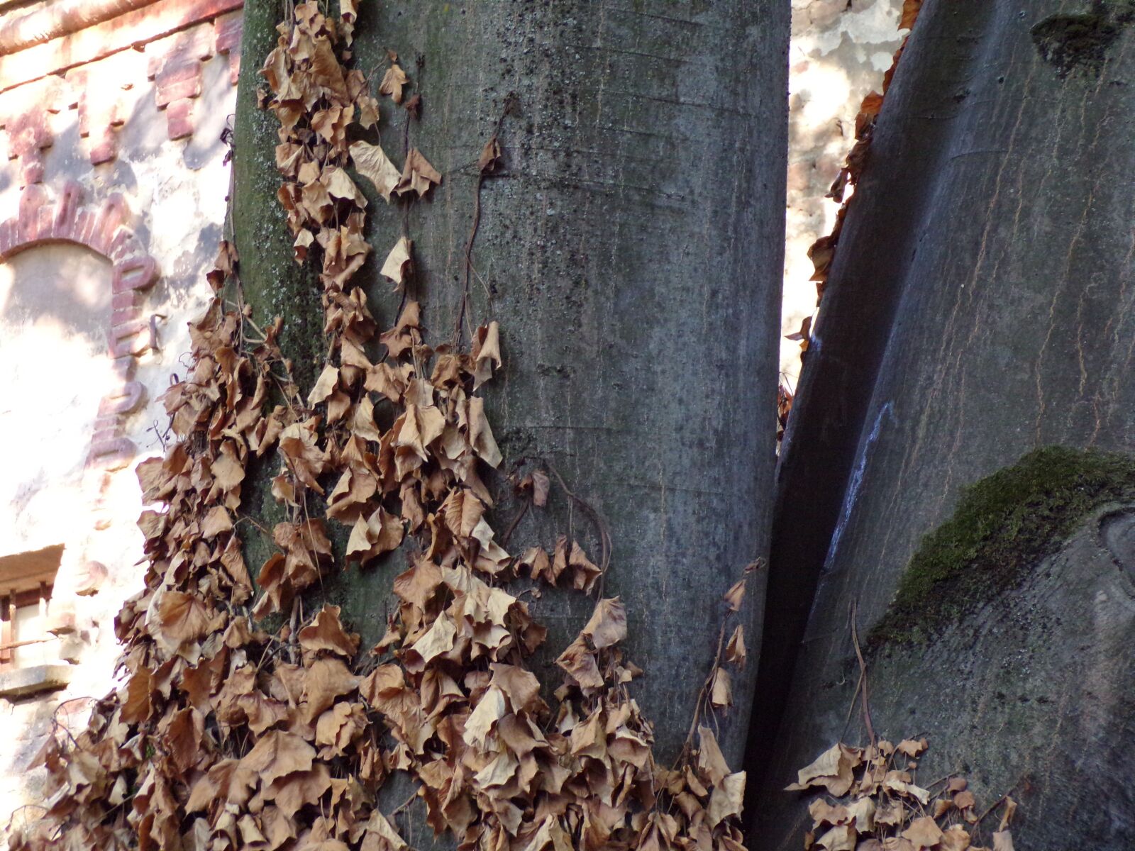 JK KODAK PIXPRO AZ421 sample photo. Tree, nature, forest photography