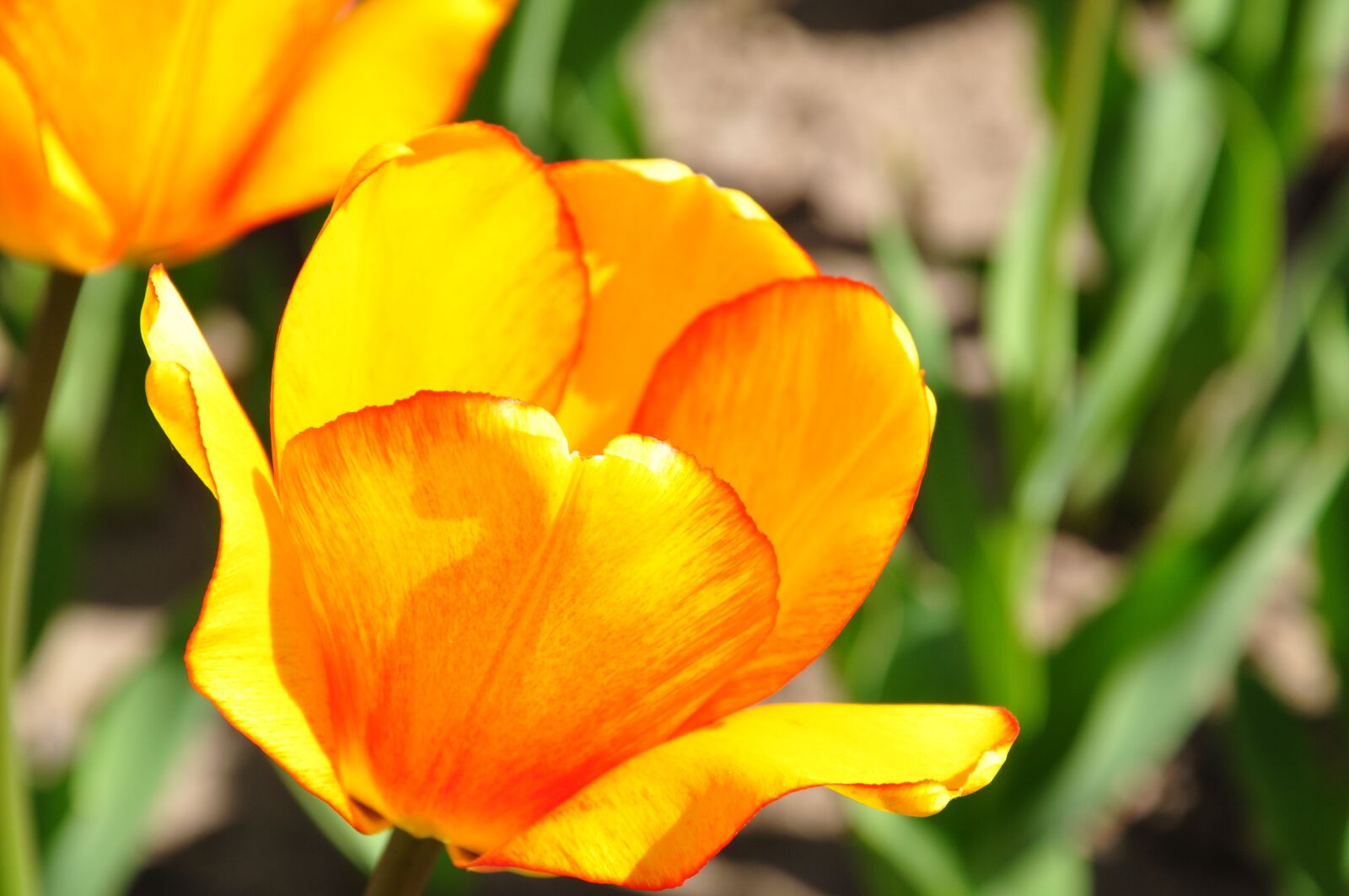 Nikon D90 sample photo. Tulips, yellow, orange photography