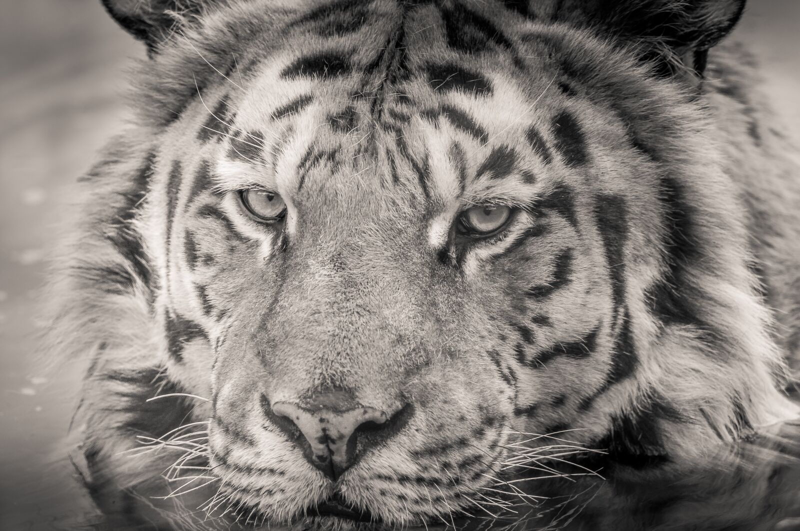 Nikon D90 sample photo. White, tiger, water photography