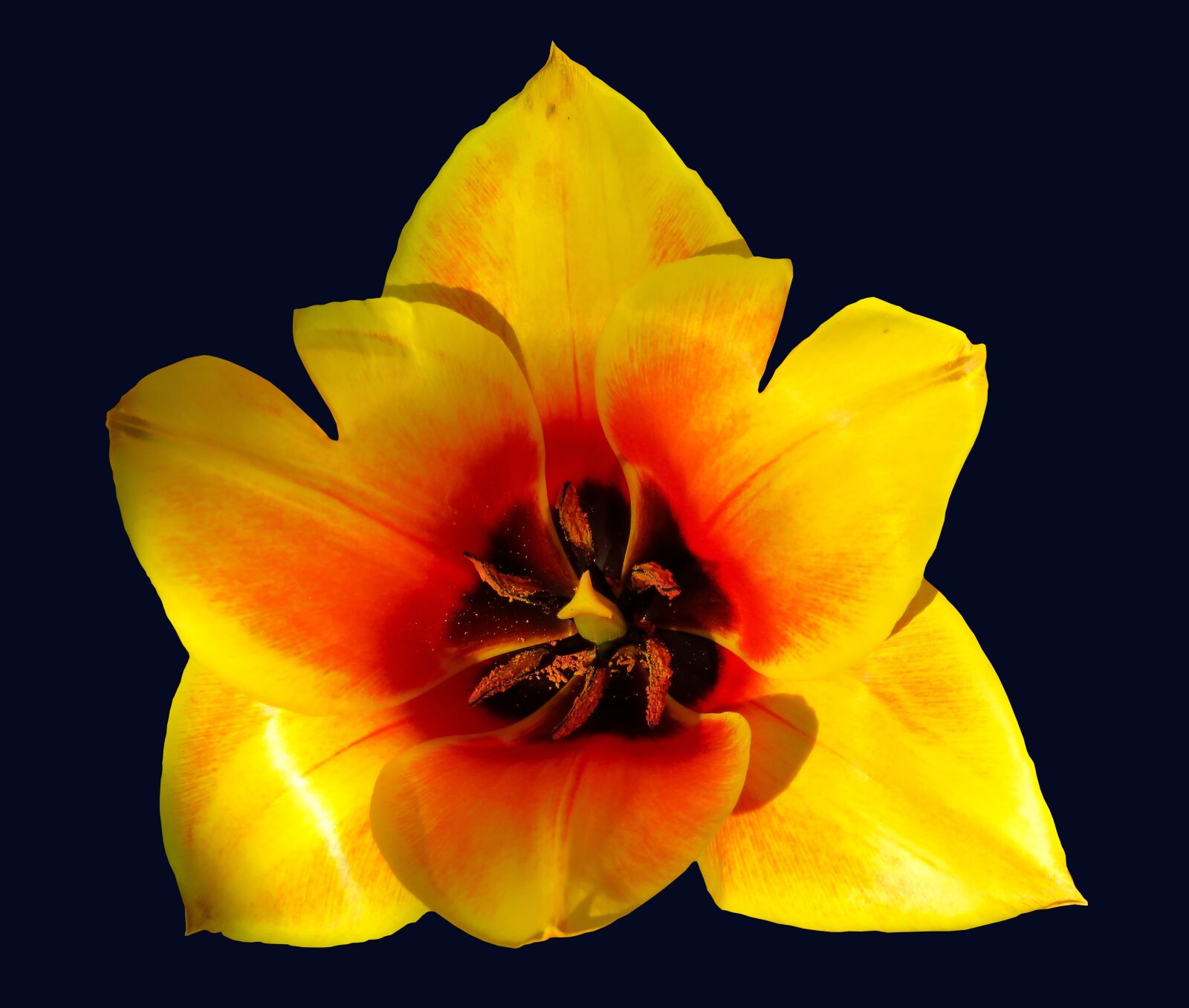 Canon PowerShot SX710 HS sample photo. Flower, tulip, nature photography