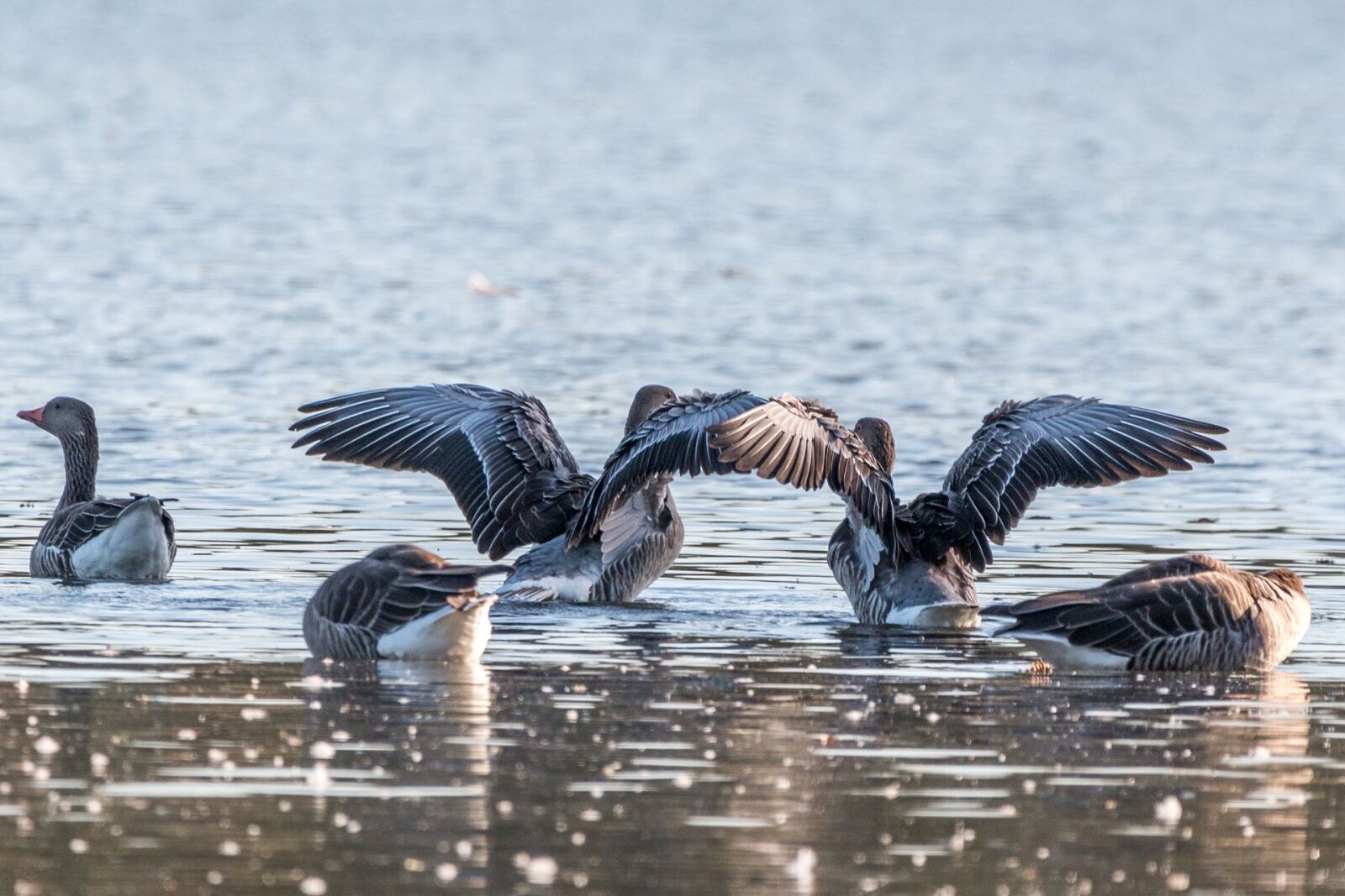 150-600mm F5-6.3 DG OS HSM | Contemporary 015 sample photo. Canada goose, goose, geese photography