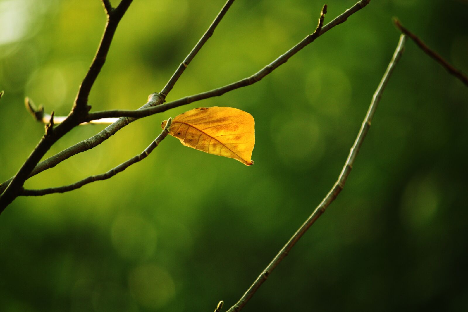Canon EOS 450D (EOS Rebel XSi / EOS Kiss X2) sample photo. Dead leaves, autumn, branch photography