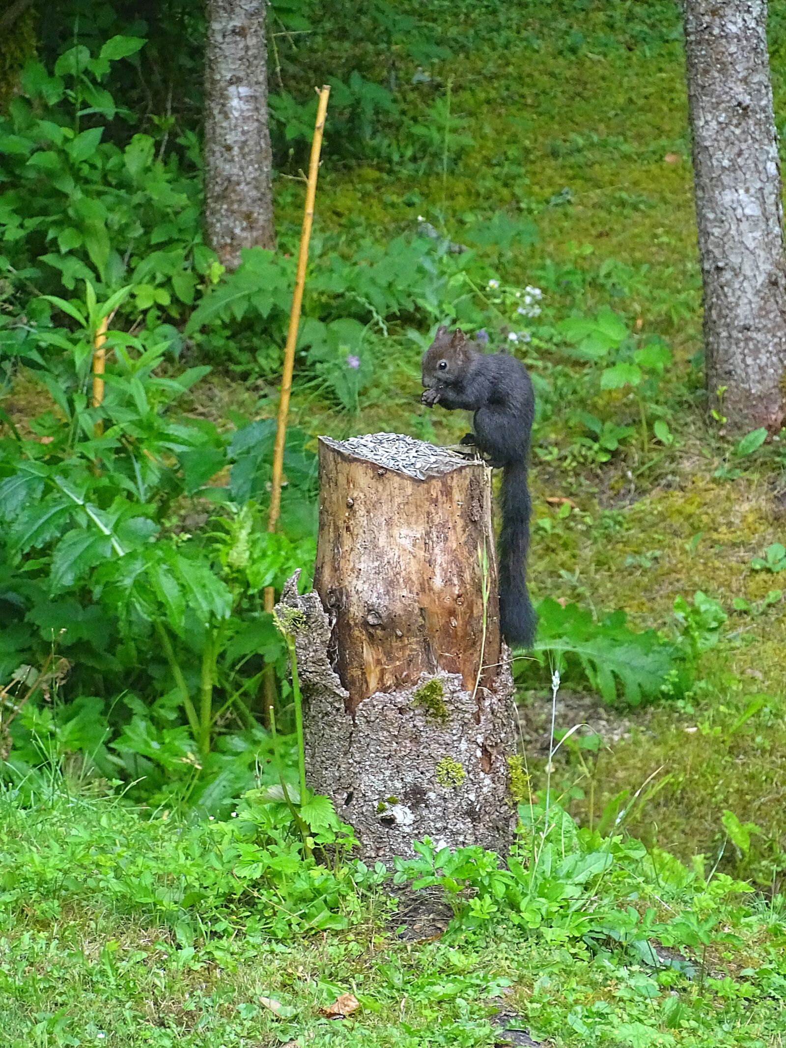 Sony Cyber-shot DSC-HX400V sample photo. Squirrel, verifiable kitten, animal photography