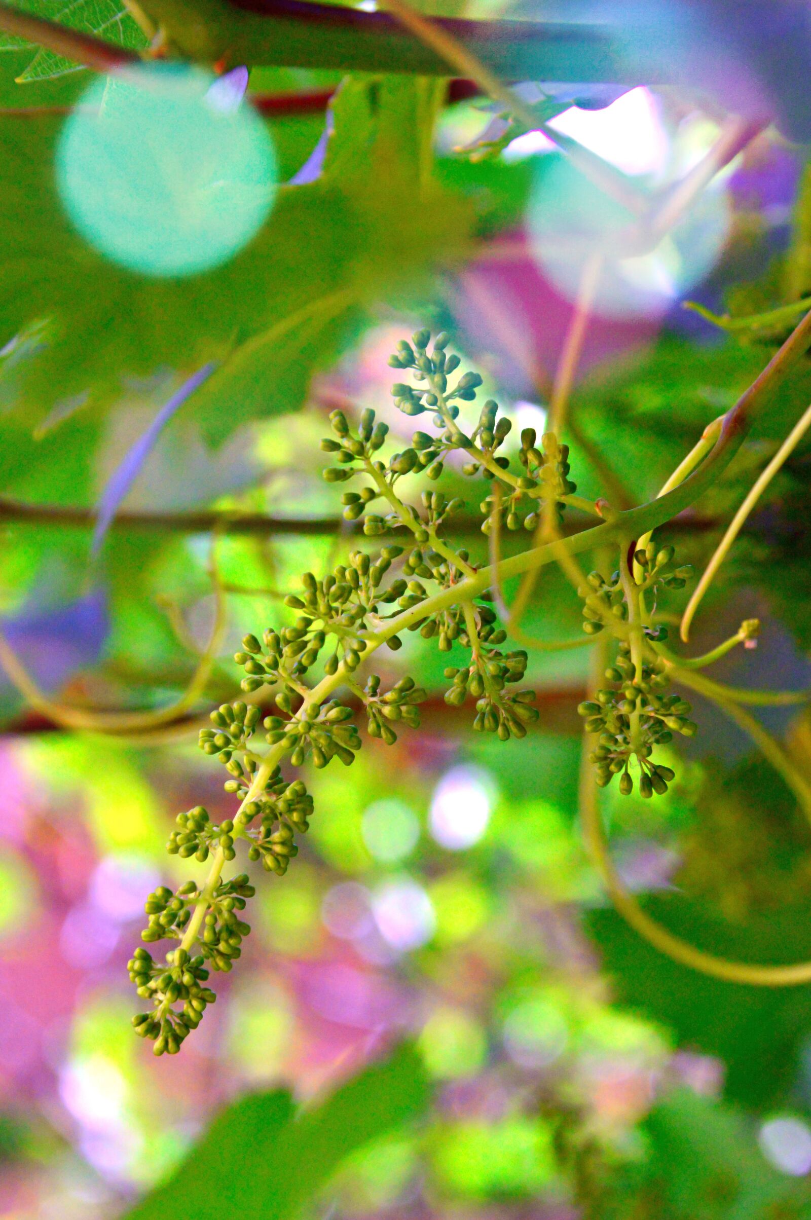 Nikon D3200 sample photo. Grape, grape flower, immature photography