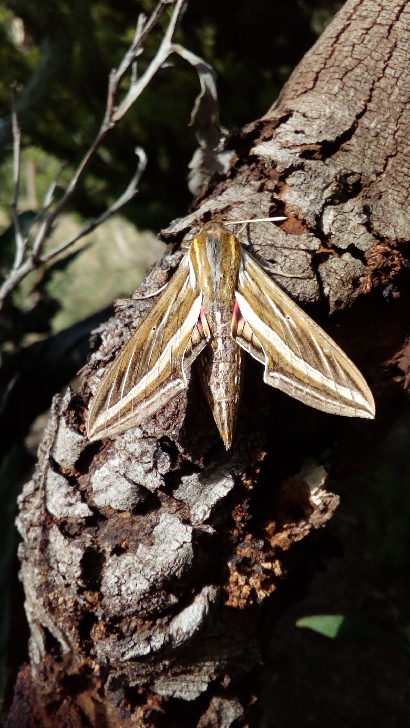 HUAWEI Y6 Elite sample photo. Beautiful moth on tree photography