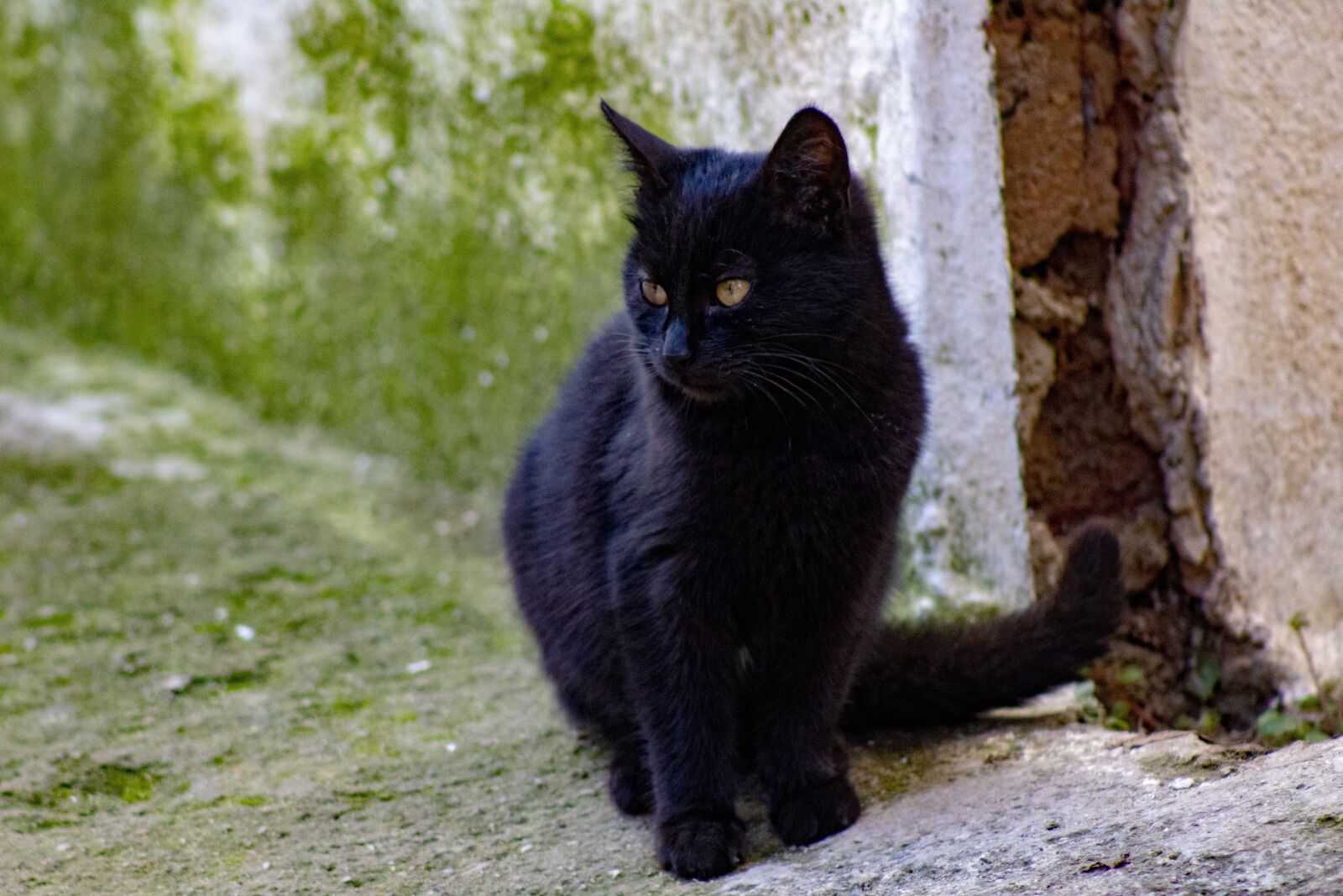 Canon EOS 4000D (EOS Rebel T100 / EOS 3000D) sample photo. Cat, animal, portrait photography