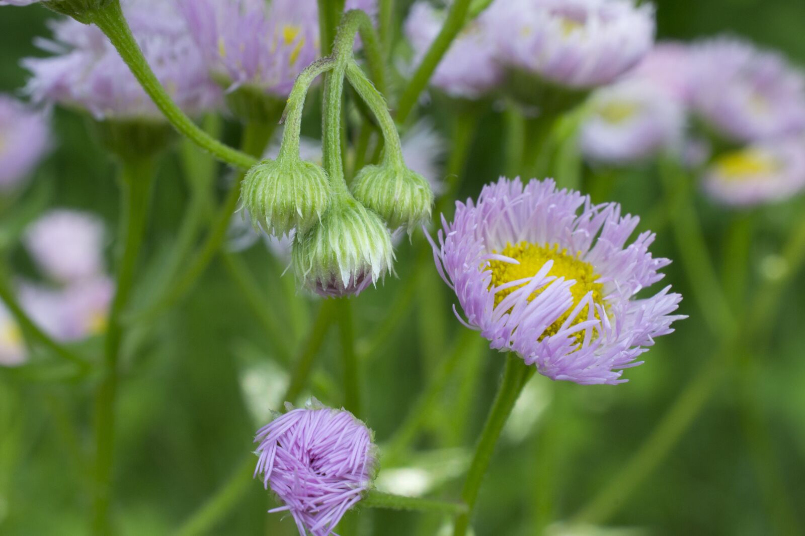 Nikon D3100 sample photo. Nature, wildflowers, blooming photography