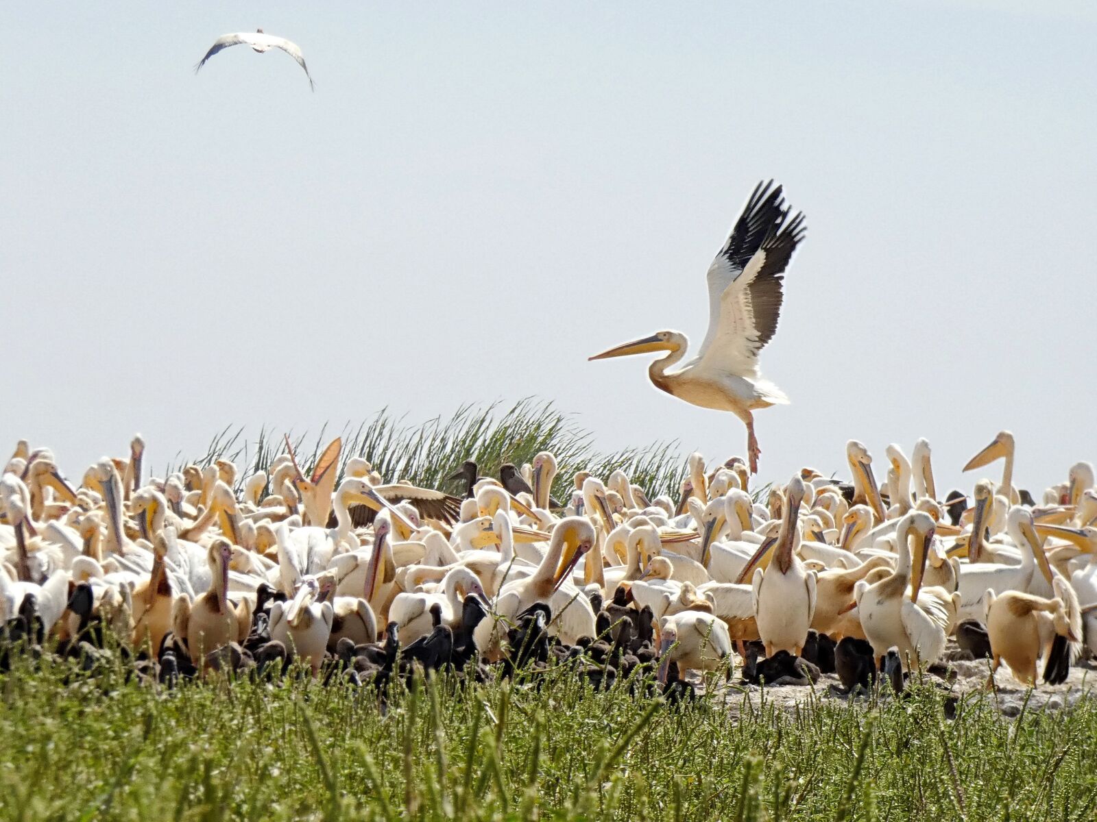 Panasonic Lumix DC-FZ80 (Lumix DC-FZ82) sample photo. Senegal, pelicans, sanctuary photography