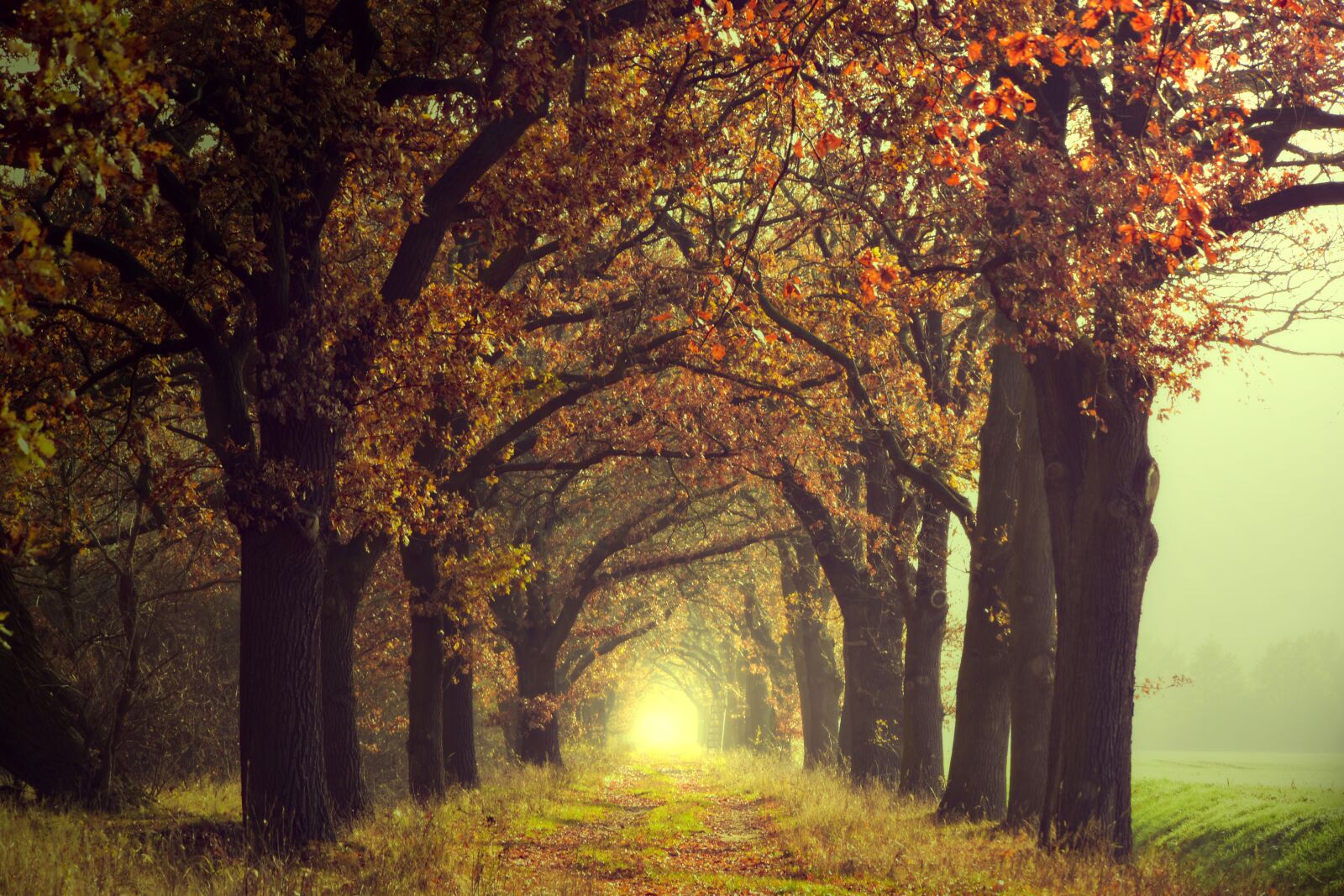 Nikon D5600 sample photo. Avenue, oak, trees photography
