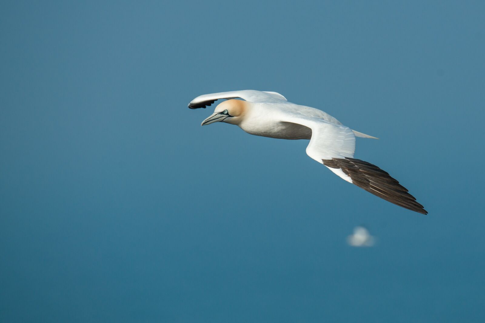 Nikon D800 sample photo. Northern gannet, morus bassanus photography