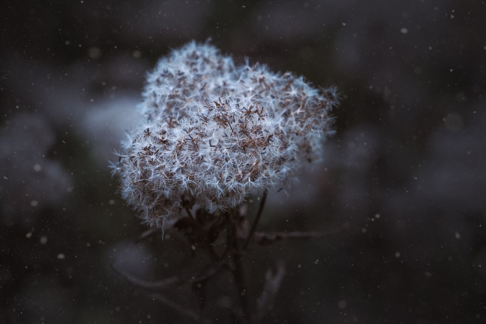 Nikon D750 sample photo. Winter, seeds, flying seeds photography