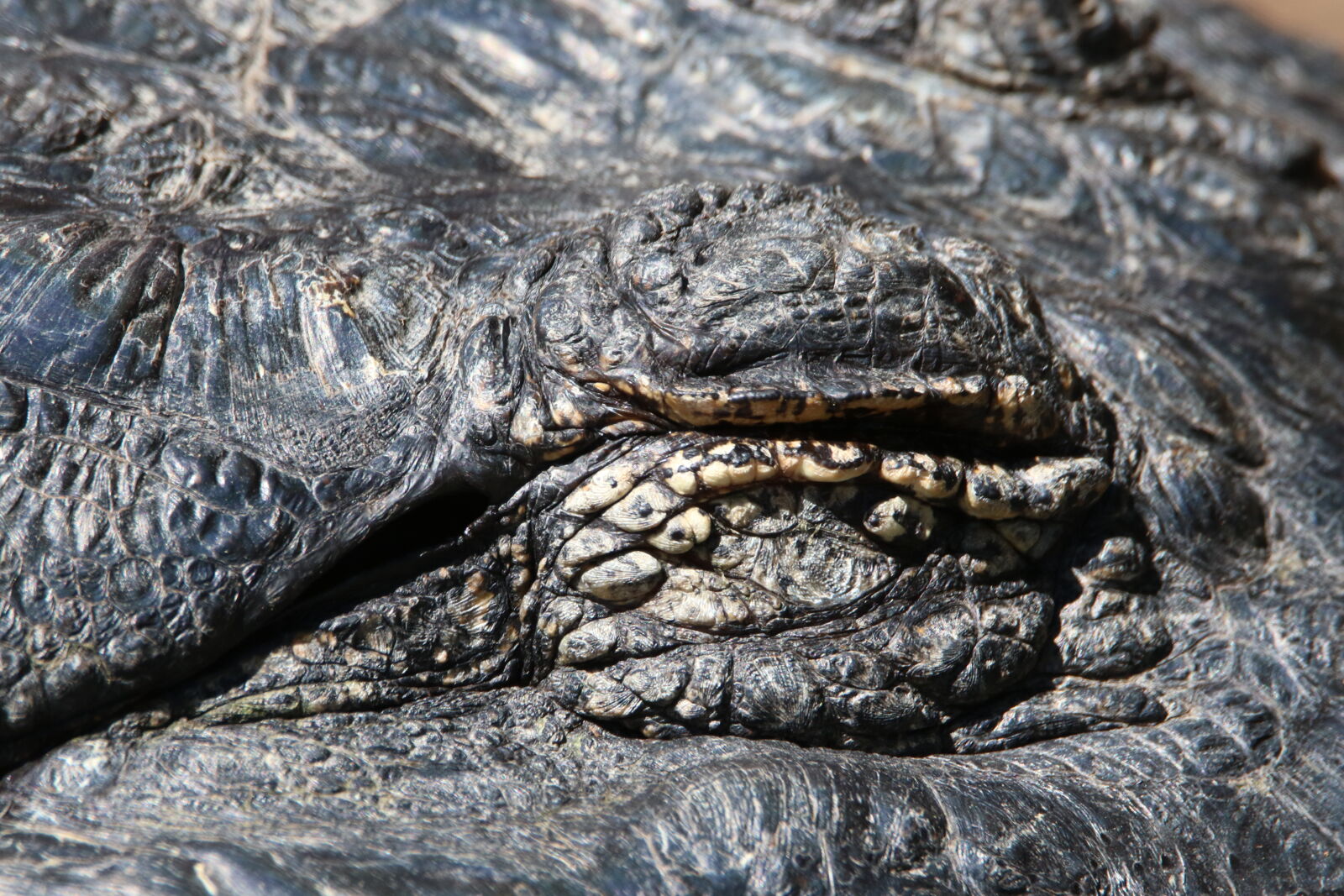 Canon EOS 7D Mark II sample photo. Animal, close, crocodile, dangerous photography