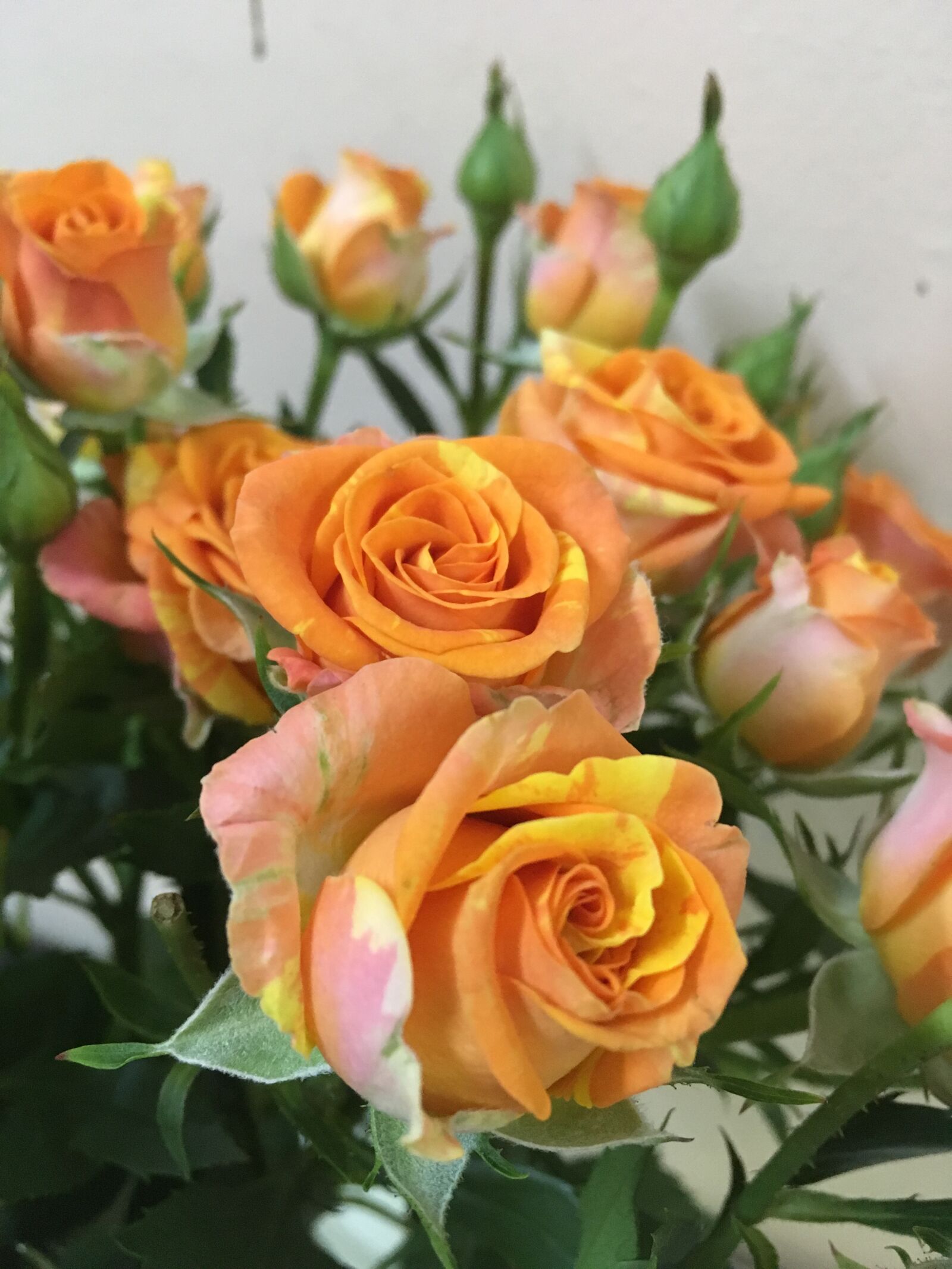 iPhone SE back camera 4.15mm f/2.2 sample photo. Roses, flower, love photography
