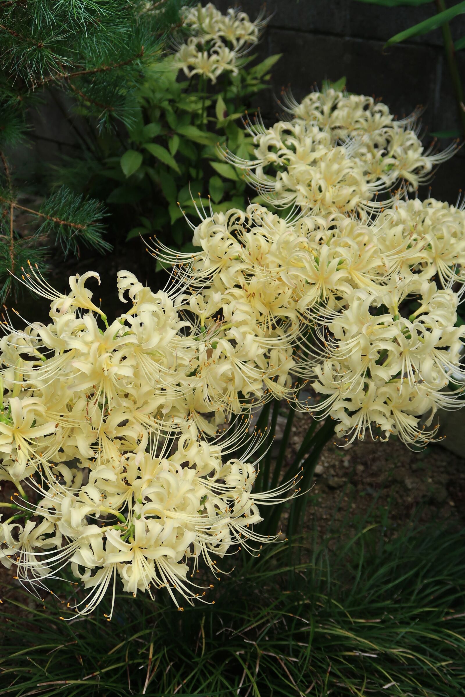 Canon PowerShot G7 X Mark II sample photo. Flowers, spider lily, amaryllidaceae photography