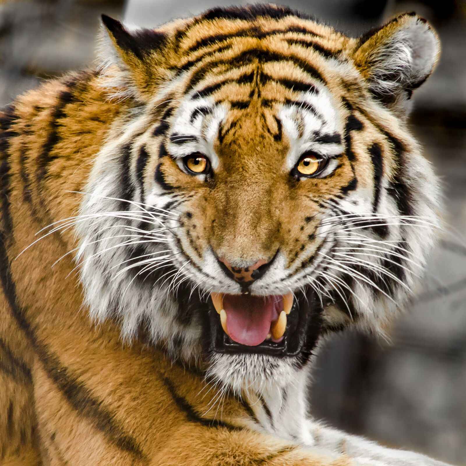 Nikon D5100 sample photo. Tiger head, predator, cat photography