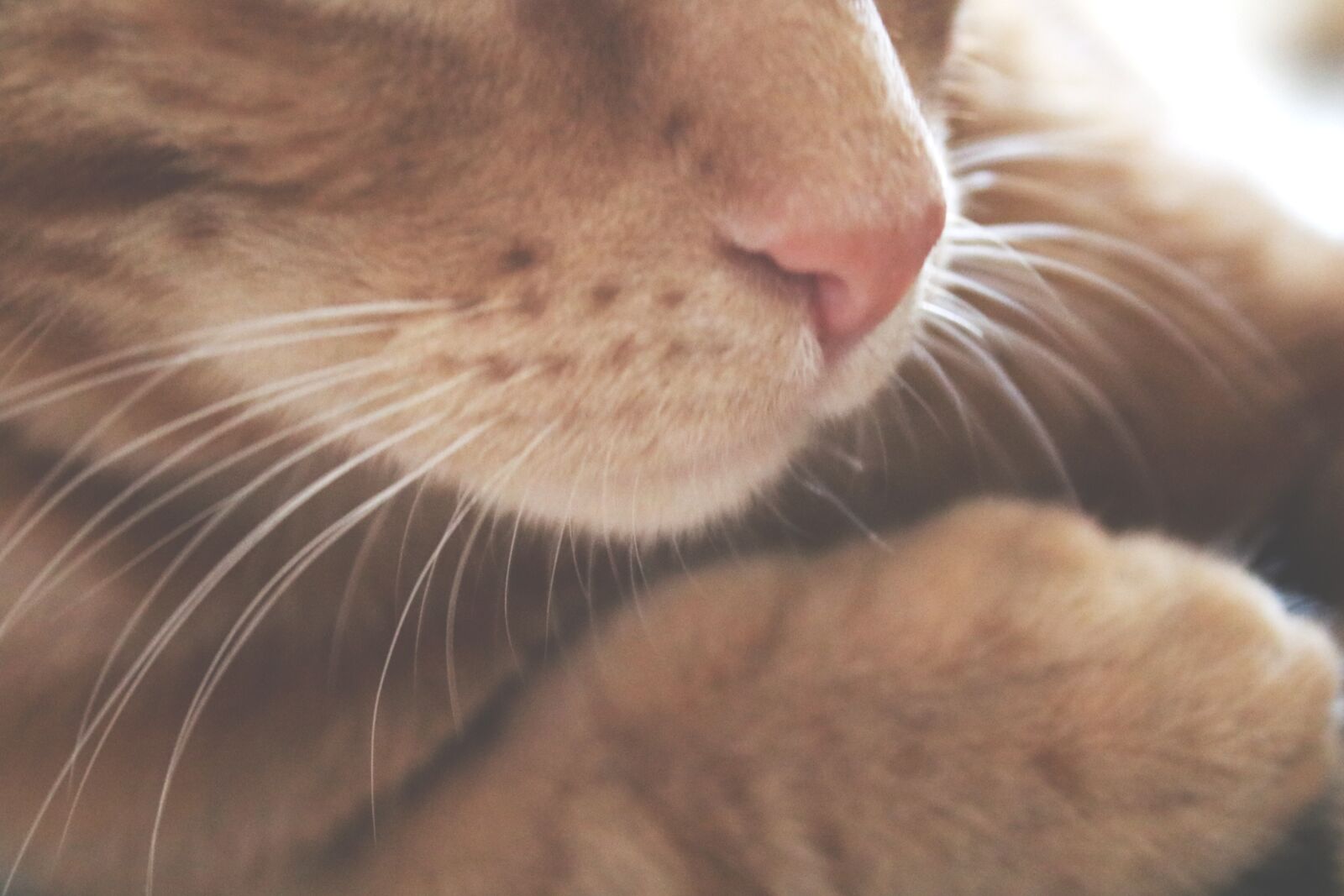 Canon EOS 750D (EOS Rebel T6i / EOS Kiss X8i) sample photo. Cat, whiskers, pet photography