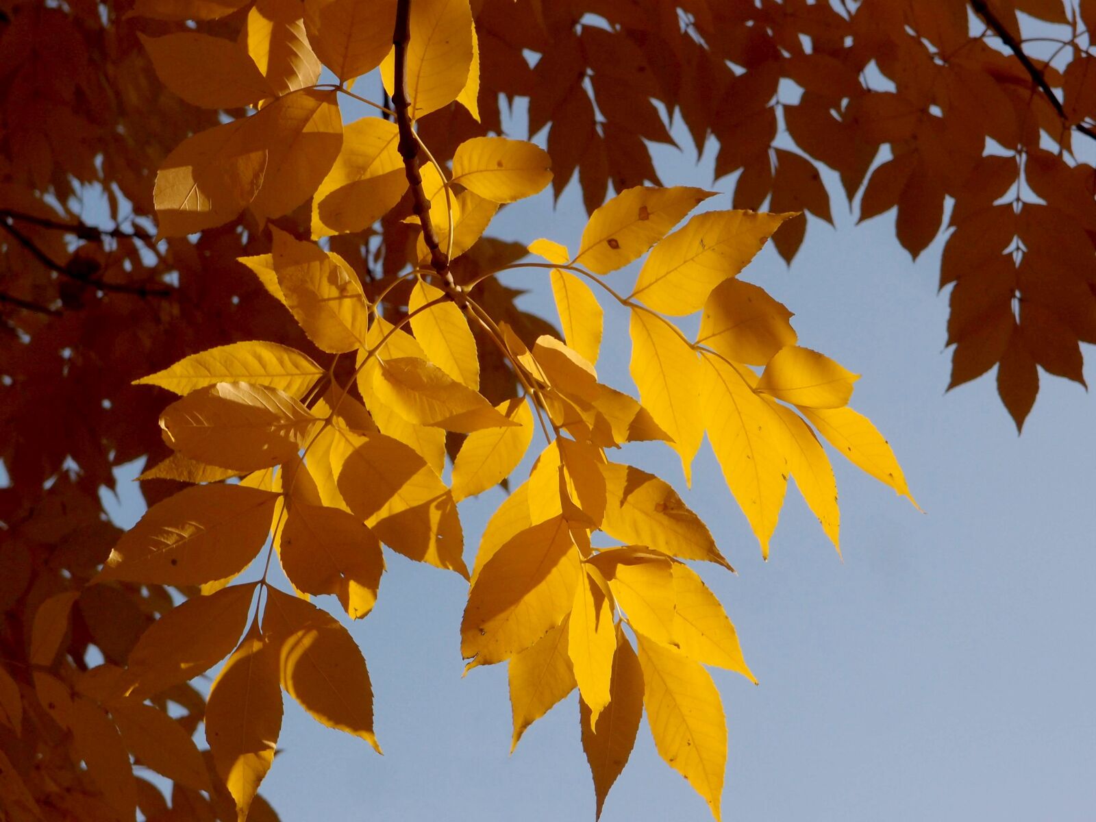 Olympus XZ-1 sample photo. Autumn, foliage, leaves photography