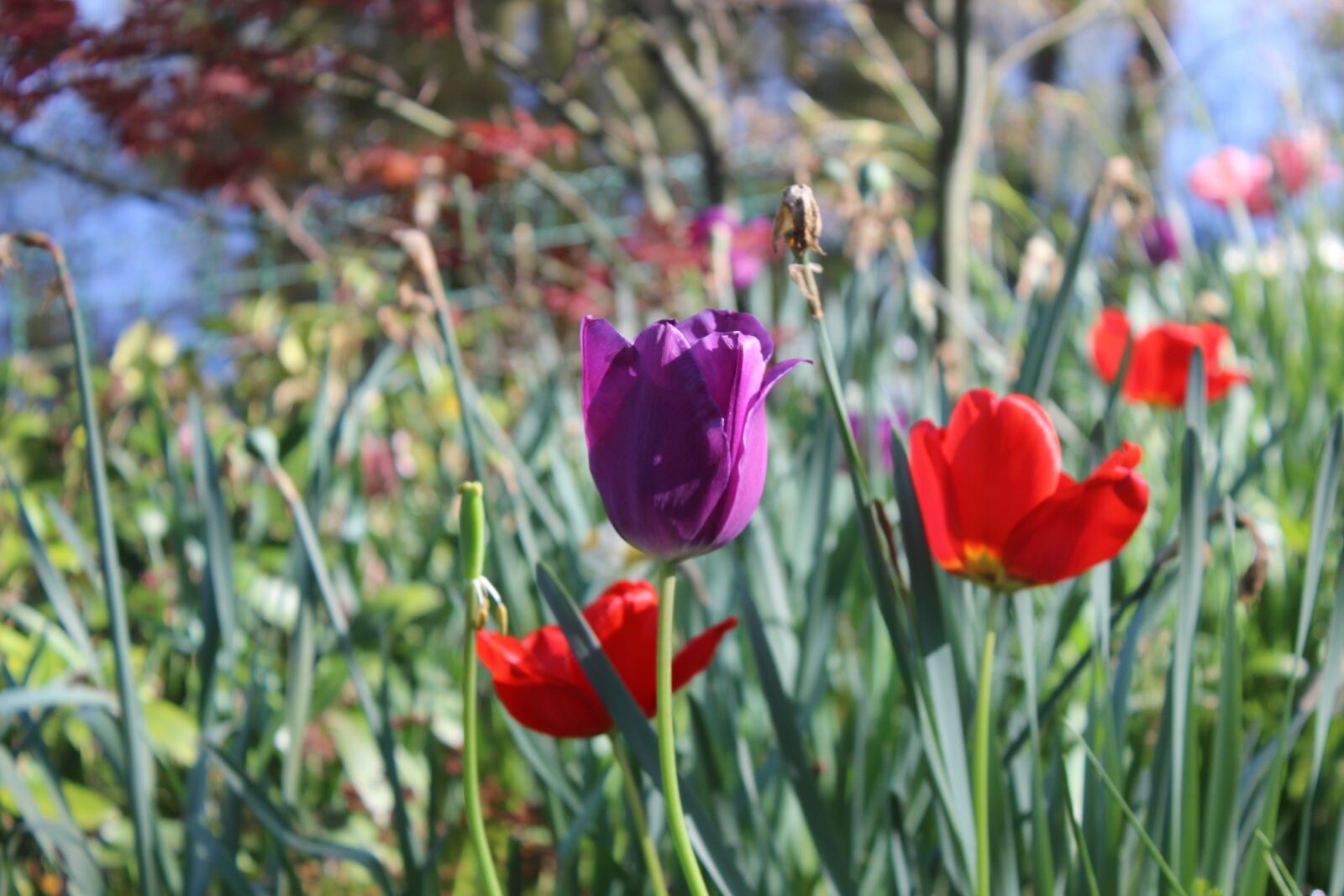 Canon EOS 600D (Rebel EOS T3i / EOS Kiss X5) sample photo. Flowers, flower, spring photography