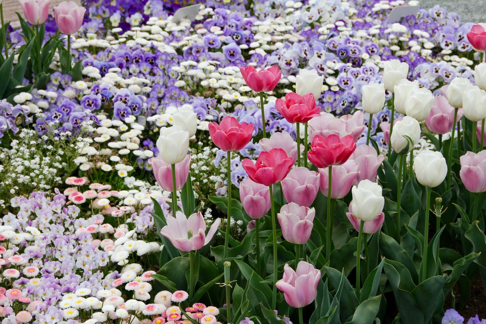 Canon EOS 60D sample photo. Tulip, daisy, flowers photography