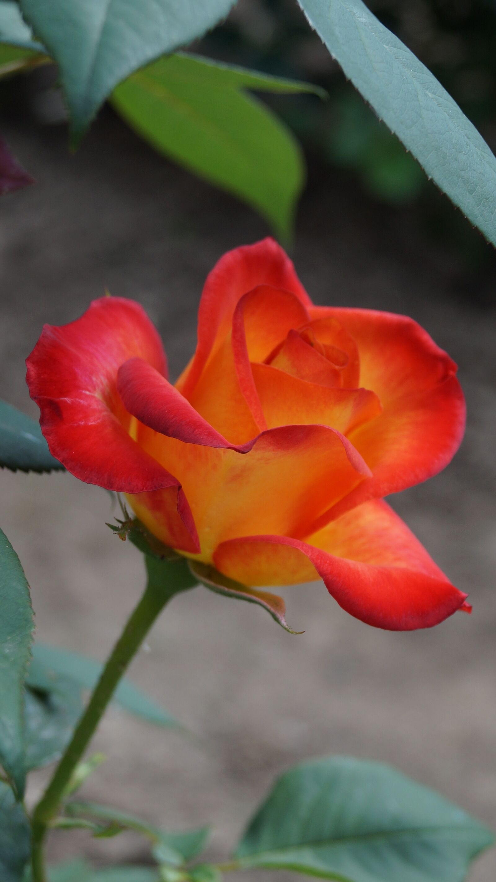 Sony DT 18-55mm F3.5-5.6 SAM II sample photo. Rose, flower, rose blooms photography