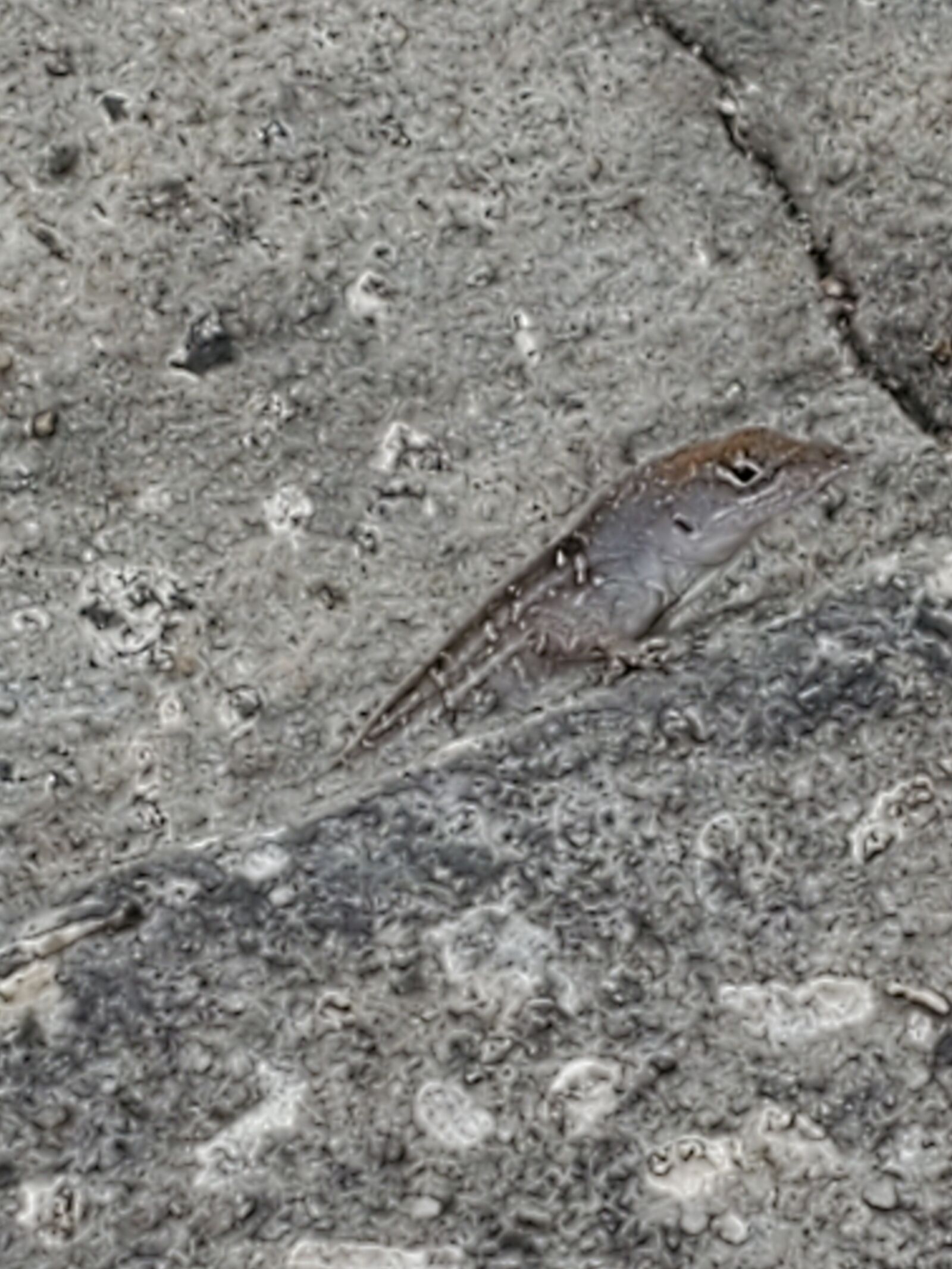 Samsung Galaxy S10e sample photo. Lizard, reptiles, animals photography