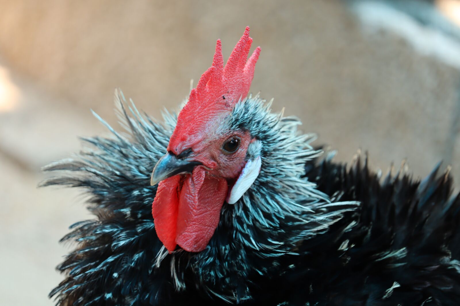 Canon EOS 250D (EOS Rebel SL3 / EOS Kiss X10 / EOS 200D II) sample photo. Hen, chicken, poultry photography
