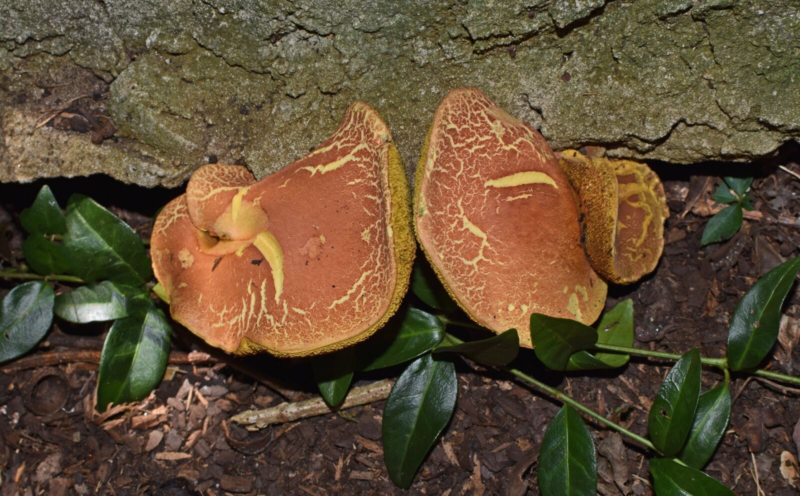 Nikon D3300 sample photo. Boletus mushroom, rock wall photography