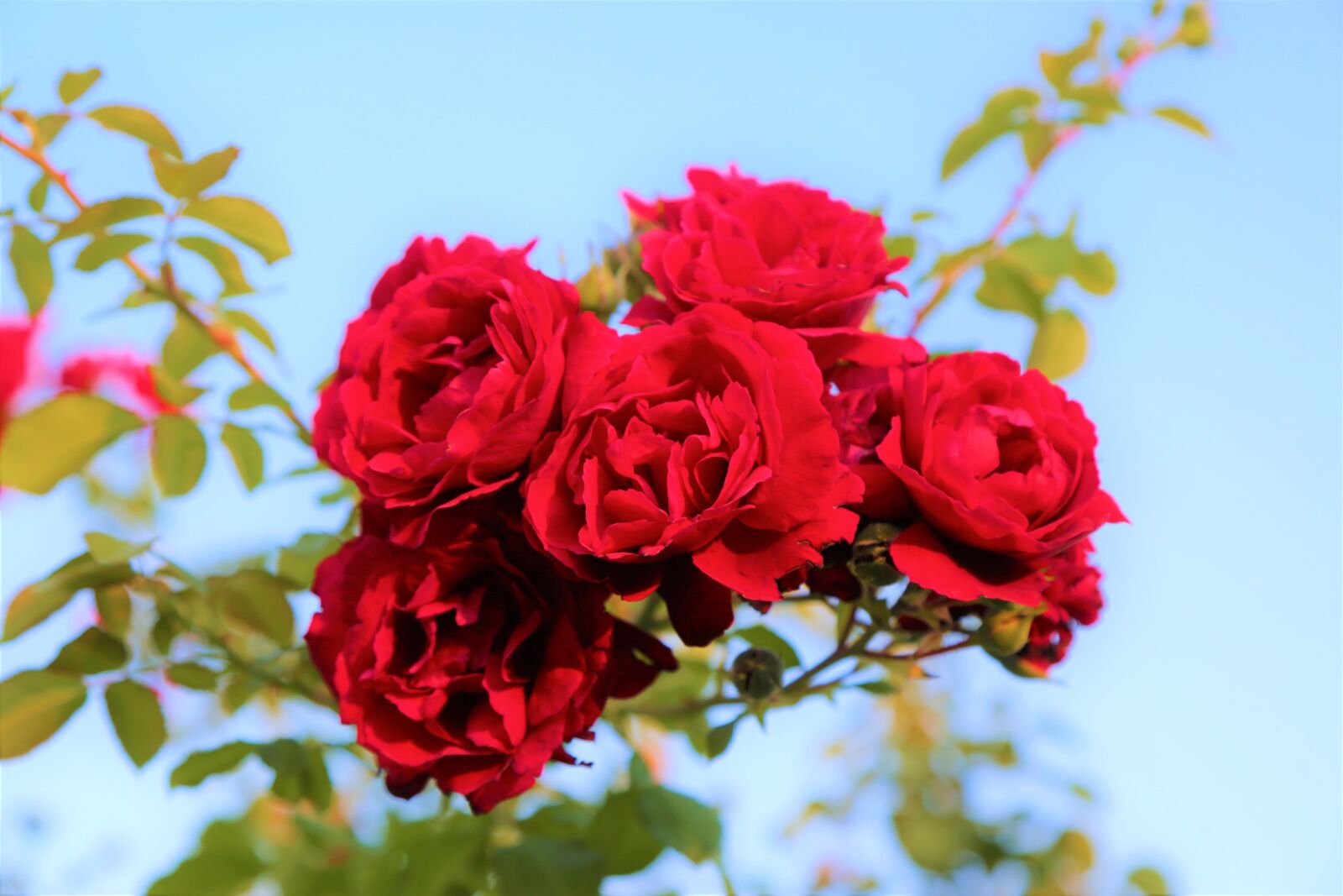 Canon EOS 5D Mark III sample photo. Rose, roses, red photography