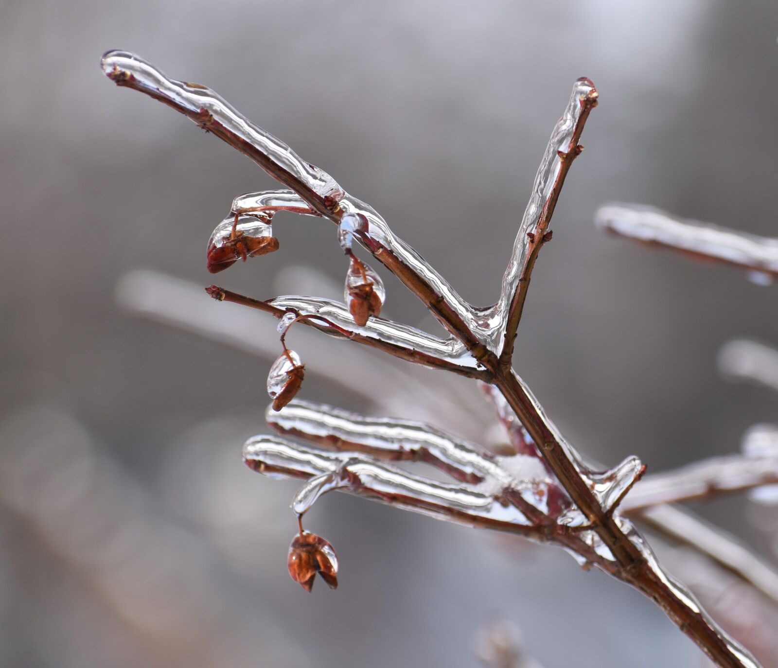 Nikon D5500 sample photo. Ice, branch, nature photography