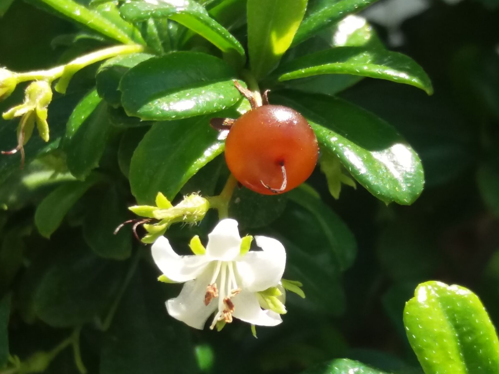Samsung Galaxy J5 sample photo. Flower photography