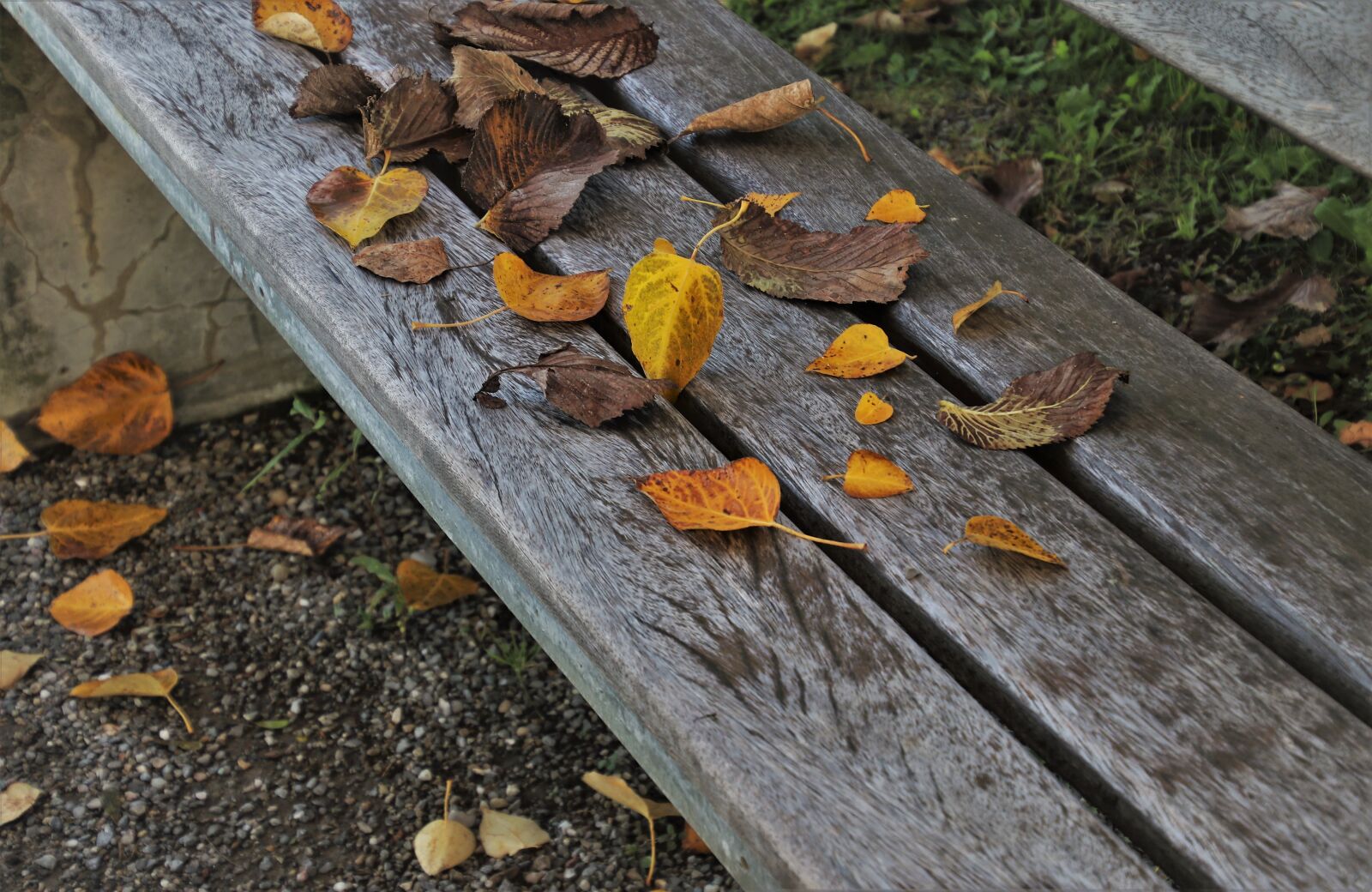 Canon EOS 80D sample photo. Park, bench, autumn photography