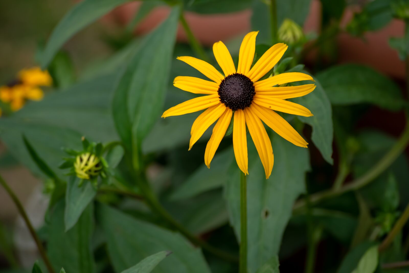 Nikon D3300 sample photo. Yellow, sun, sunflower photography