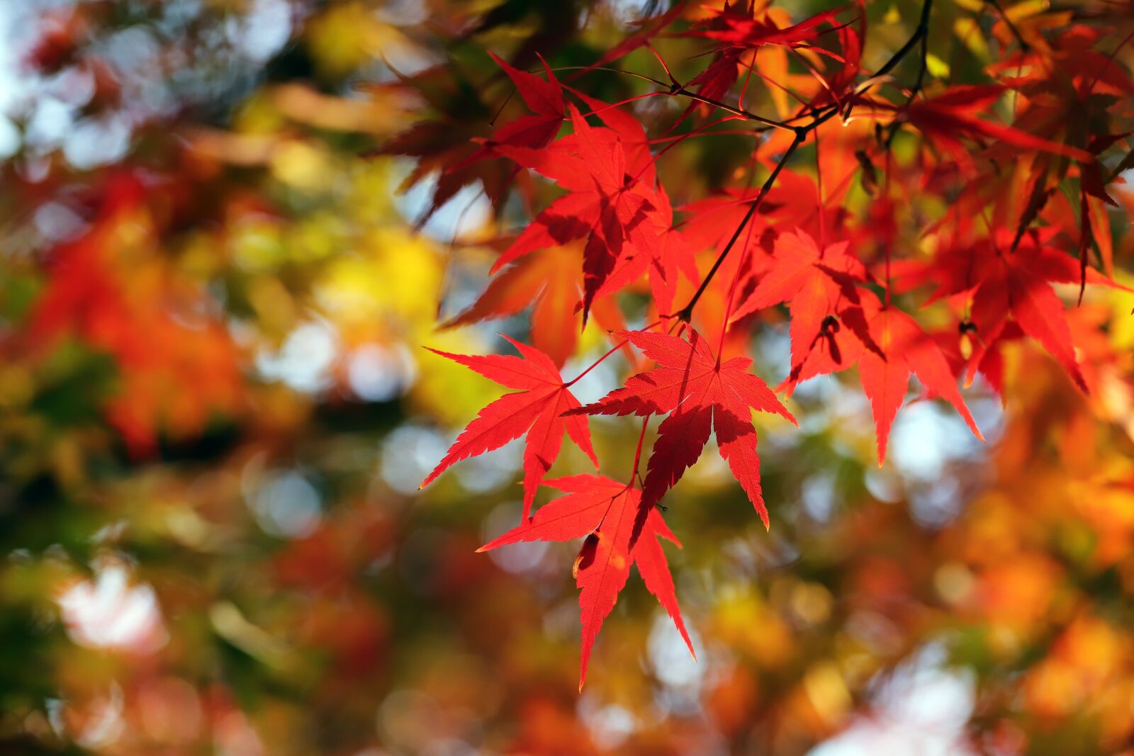 Canon EOS 6D Mark II + Sigma 85mm F1.4 DG HSM Art sample photo. Autumn leaves, leaves, autumn photography