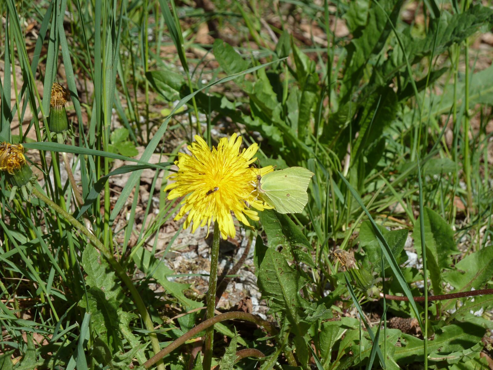 Panasonic Lumix DMC-ZS7 (Lumix DMC-TZ10) sample photo. Dandelion, gonepteryx rhamni, butterfly photography