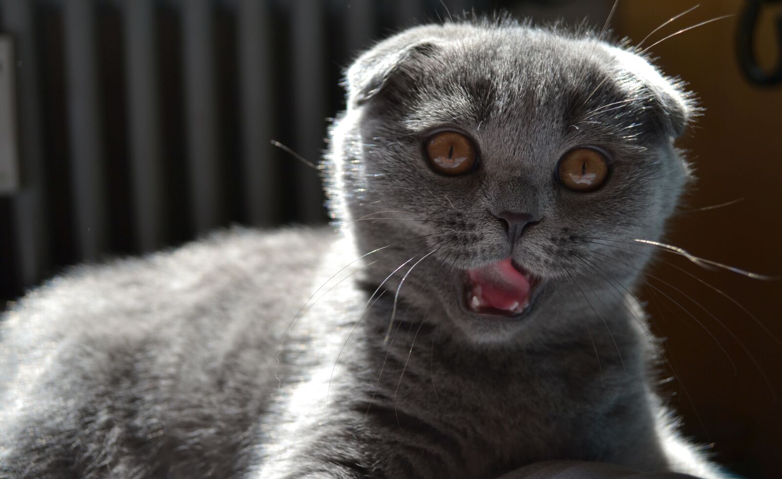 Nikon D3100 sample photo. Cat, kitten, pet photography
