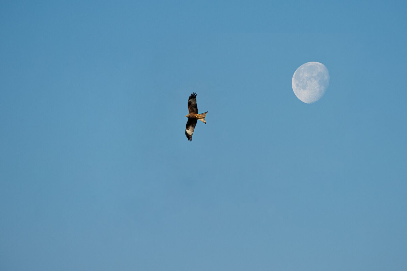 Canon EOS 6D Mark II sample photo. Raptor, moon, flight photography