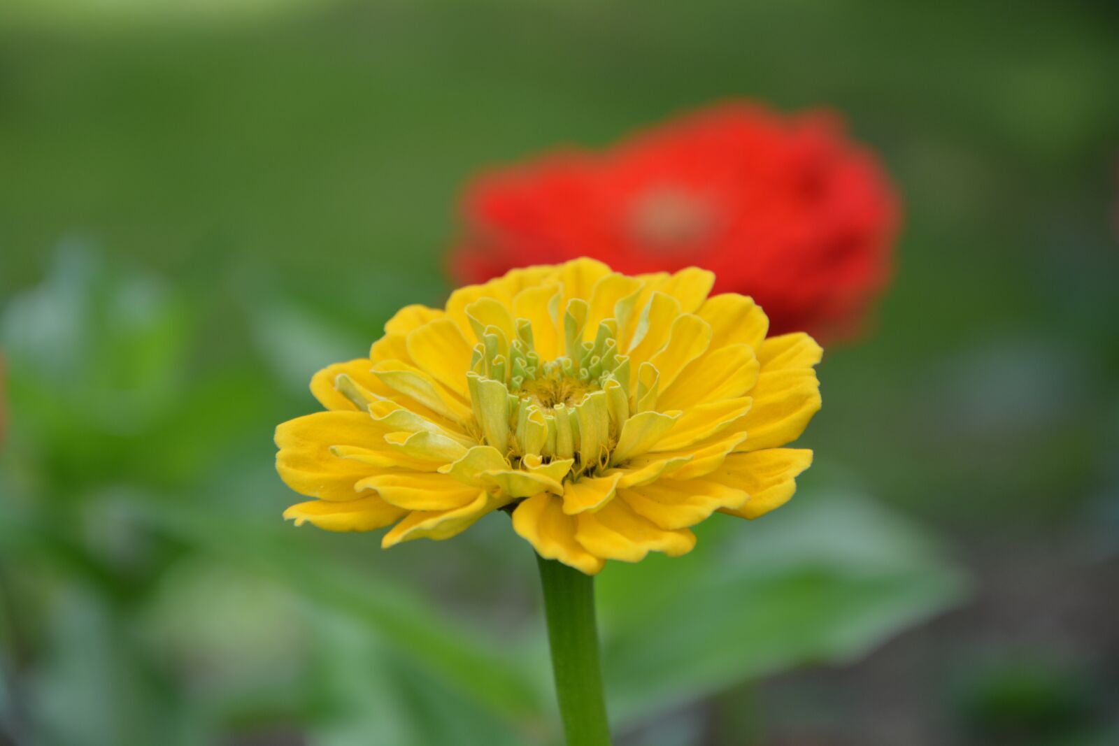 Nikon D5200 sample photo. Plant, flower, yellow photography